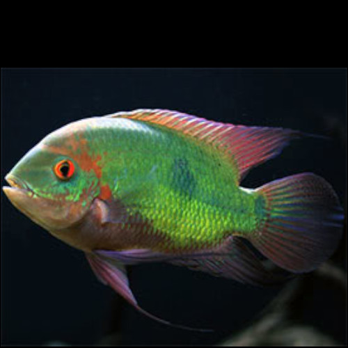 Emerald Cichlid ***SALE***