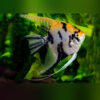 Gold Marble Angelfish 4/5cm 