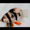 Longfin Tiger Barb
