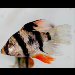 Longfin Tiger Barb