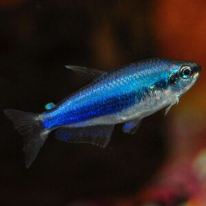 Super Blue Kerri Tetra
