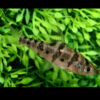 Boomerang Barb