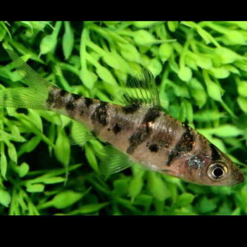 Boomerang Barb