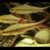 Borneo Red Fin Shark 10cm