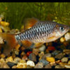 Checkered Barb