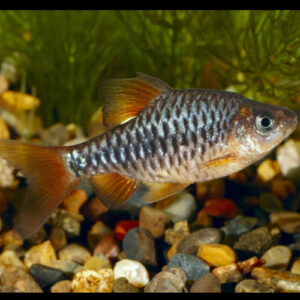Checkered Barb