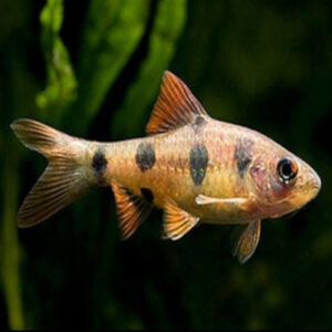 Everett Clown Barb 5-6cm
