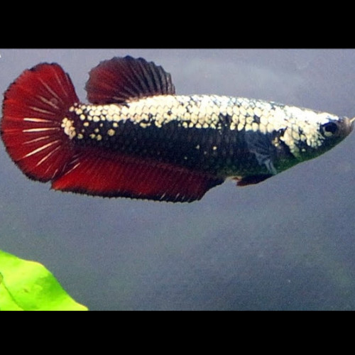 Samurai Betta (female) ***NEW***