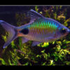 Filament Barb 4-6cm