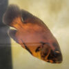 Red Oscar 6/7cm