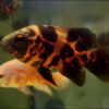 Red Tiger Oscar 6/7cm
