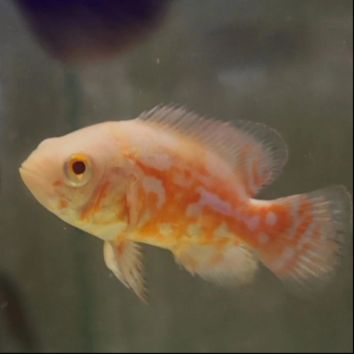 Albino Oscar 6/7cm
