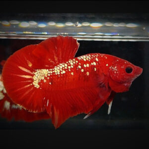 Red Gold Galaxy Male Betta ***NEW*** 