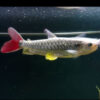 Yellow Fin Chalceus 5cm