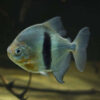Disk Tetra (Myleus Schomburkii)