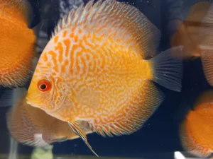 Pigeon Snakeskin Discus 7cm ***HIGH GRADE*** 