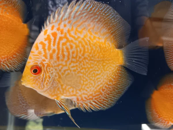 Pigeon Snakeskin Discus 7cm ***HIGH GRADE*** - Aquatics To Your Door