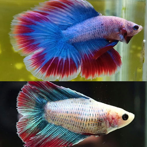 Double Tail Betta Pair Aquatics To Your Door