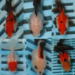 5-6cm Photographed Fancy Goldfish