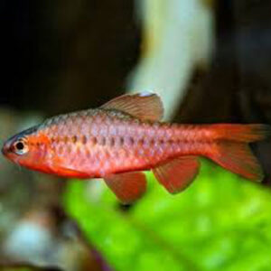 Longfin Cherry Barb