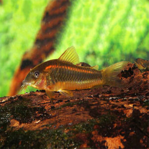 Red Laser Cory (CW014)