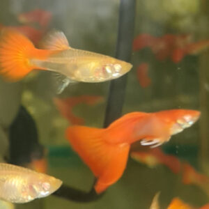 Albino Tuxedo Red 'White Ear' Guppy PAIR