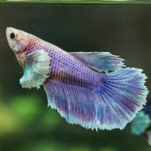 Big Ear Halfmoon Female Betta