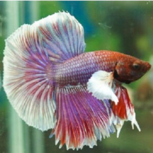 Big Ear Halfmoon Longtail Male Betta 