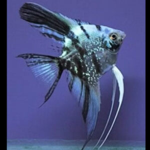 Blue Marble Angelfish 4cm