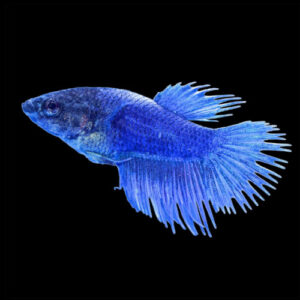 Crown Tail Female Betta
