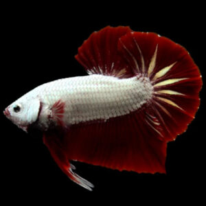 Red Dragon Male Betta ***NEW*** 