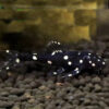 Adonis Pleco 6-8cm