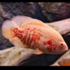 Albino Tiger Oscar 6/7cm