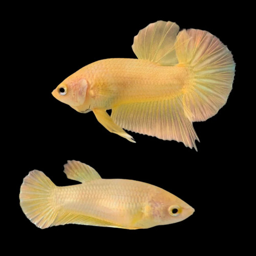 Gold Plaket Betta Male