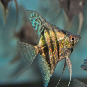 Green Avatar Angelfish