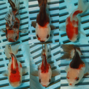 7-9cm Photographed Fancy Goldfish