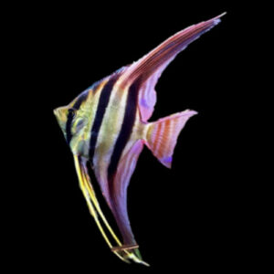 Altum Angelfish 10cm