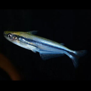 Debauwi Catfish