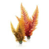 Biorb Autumn Fern