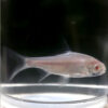 Platinum Barb