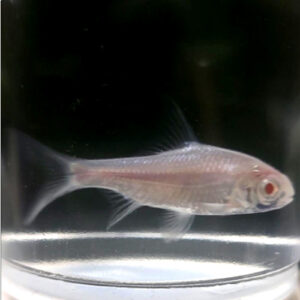 Platinum Barb