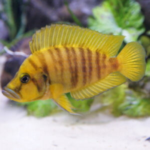 Yellow Calvus Cichlid