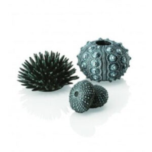 Assorted Sea Urchins Black