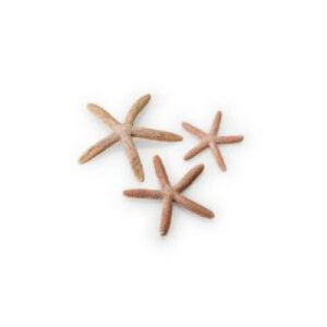 Biorb Assorted Natural Starfish 
