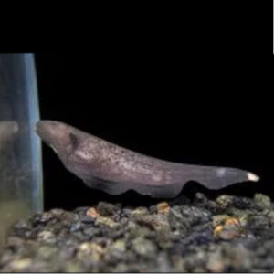 Marble Ghost Knife Fish
