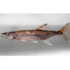 Pike Characin