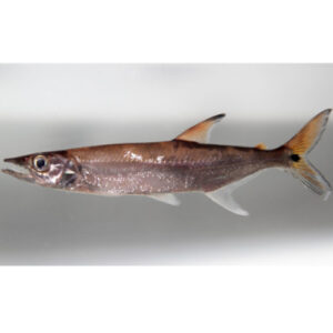 Pike Characin