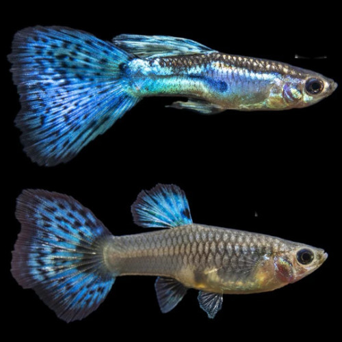 Blue Glass Guppy PAIR