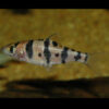 Boomerang Barb