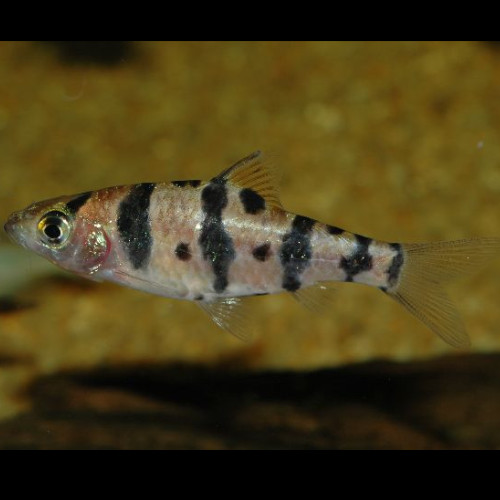 Boomerang Barb